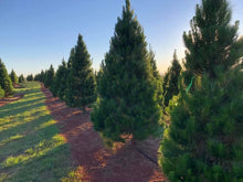 Load image into Gallery viewer, Christmas Tree